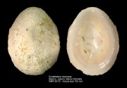 Scutellastra mexicana